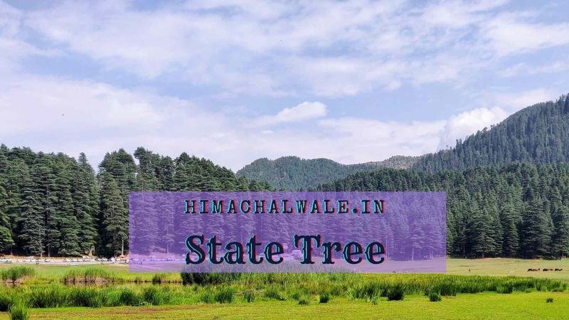 state tree of Himachal Pradesh